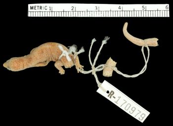 Media type: image;   Herpetology R-170979